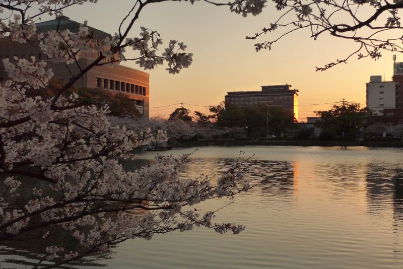 夕暮れの佐賀県庁と桜